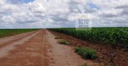 Fazenda com dupla aptidão disponível para venda em Carolina – Maranhão