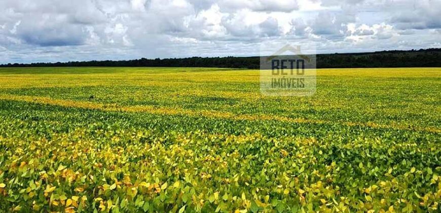 Fazenda com dupla aptidão disponível para venda em Carolina – Maranhão