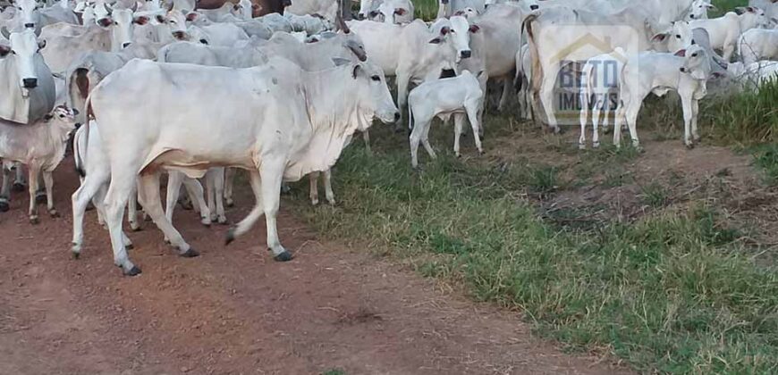 Fazenda com 25 mil hectares em Área Rural de Araxá – Araxá – MG