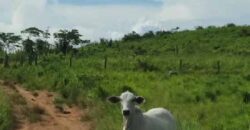 Fazenda com 25 mil hectares em Área Rural de Araxá – Araxá – MG