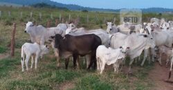 Fazenda com 25 mil hectares em Área Rural de Araxá – Araxá – MG