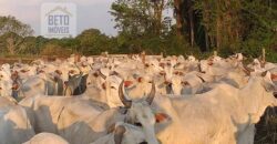 Fazenda com 25 mil hectares em Área Rural de Araxá – Araxá – MG