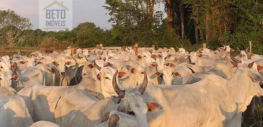 Fazenda com 25 mil hectares em Área Rural de Araxá – Araxá – MG