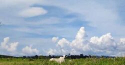 Fazenda com 25 mil hectares em Área Rural de Araxá – Araxá – MG