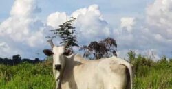 Fazenda com 25 mil hectares em Área Rural de Araxá – Araxá – MG