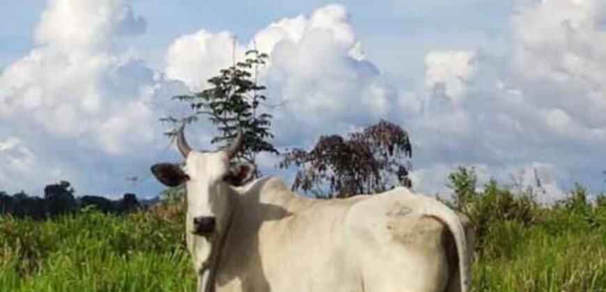 Fazenda com 25 mil hectares em Área Rural de Araxá – Araxá – MG