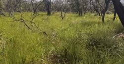 Fazenda Dupla Aptidão na zona rural de Fortaleza dos Nogueiras – MA