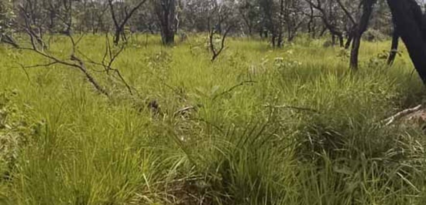 Fazenda Dupla Aptidão na zona rural de Fortaleza dos Nogueiras – MA