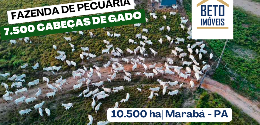 Fazenda para pastagem com 7500 cabeças de gado e próximo à cidade | Marabá – PA