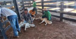 Fazenda para pastagem com 7500 cabeças de gado e próximo à cidade | Marabá – PA