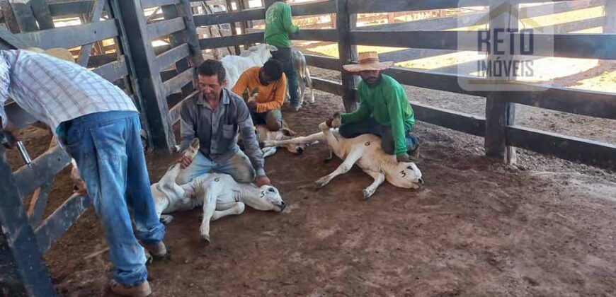 Fazenda para pastagem com 7500 cabeças de gado e próximo à cidade | Marabá – PA