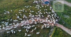 Fazenda para pastagem com 7500 cabeças de gado e próximo à cidade | Marabá – PA