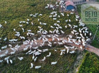 Fazenda para pastagem com 7500 cabeças de gado e próximo à cidade | Marabá – PA