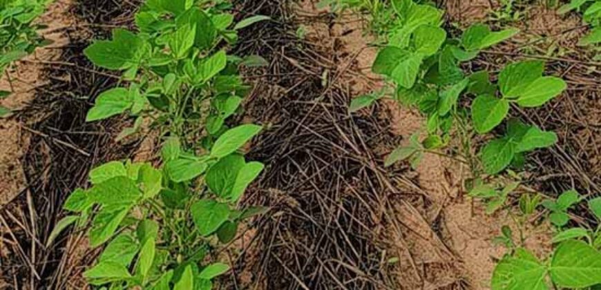 Fazenda à Venda c/  9.355 hectares com plantio, armazanemento e todo maquinário | Goaiatins/ TO