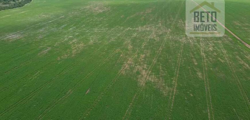 Fazenda à Venda c/  9.355 hectares com plantio, armazanemento e todo maquinário | Goaiatins/ TO