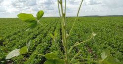 Fazenda à Venda c/  9.355 hectares com plantio, armazanemento e todo maquinário | Goaiatins/ TO