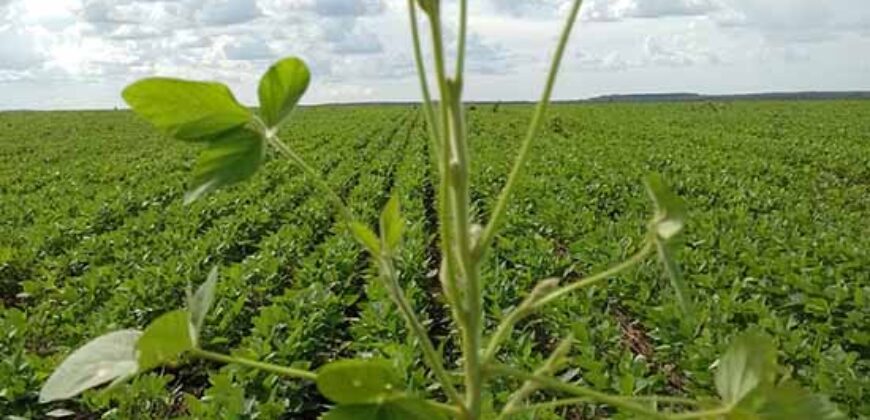 Fazenda à Venda c/  9.355 hectares com plantio, armazanemento e todo maquinário | Goaiatins/ TO