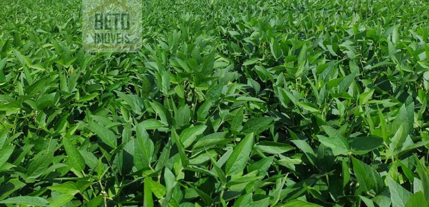 Fazenda à Venda c/  9.355 hectares com plantio, armazanemento e todo maquinário | Goaiatins/ TO