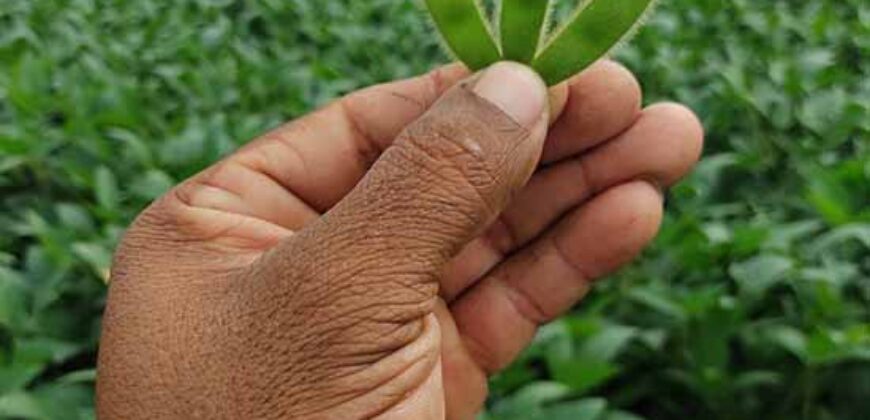 Fazenda à Venda c/  9.355 hectares com plantio, armazanemento e todo maquinário | Goaiatins/ TO