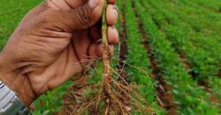 Fazenda à Venda c/  9.355 hectares com plantio, armazanemento e todo maquinário | Goaiatins/ TO