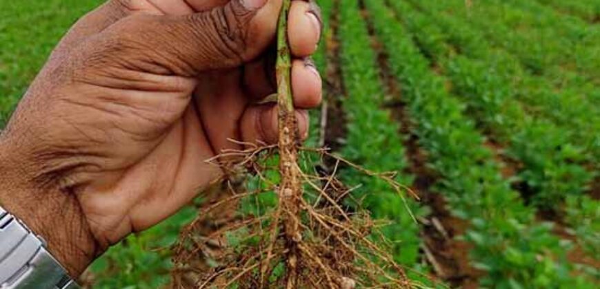 Fazenda à Venda c/  9.355 hectares com plantio, armazanemento e todo maquinário | Goaiatins/ TO