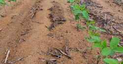 Fazenda à Venda c/  9.355 hectares com plantio, armazanemento e todo maquinário | Goaiatins/ TO