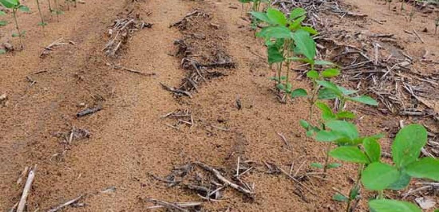 Fazenda à Venda c/  9.355 hectares com plantio, armazanemento e todo maquinário | Goaiatins/ TO