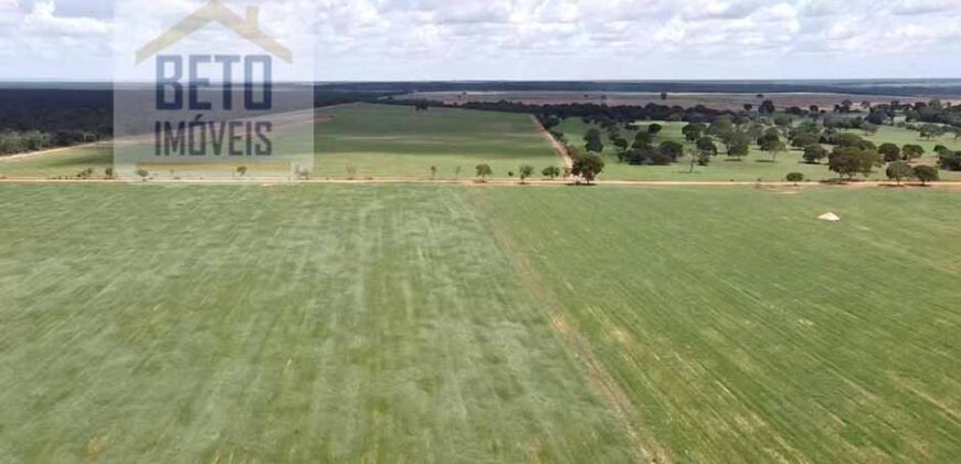 Excelente Fazenda à venda 3.665 ha com 100% pastagens cultivadas toda plana | João Pinheiro/ MG