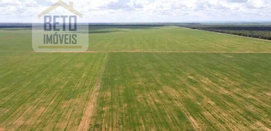 Excelente Fazenda à venda 3.665 ha com 100% pastagens cultivadas toda plana | João Pinheiro/ MG