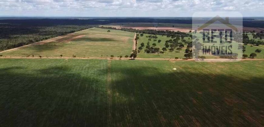 Excelente Fazenda à venda 3.665 ha com 100% pastagens cultivadas toda plana | João Pinheiro/ MG