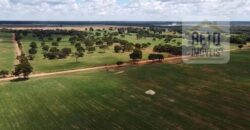 Excelente Fazenda à venda 3.665 ha com 100% pastagens cultivadas toda plana | João Pinheiro/ MG