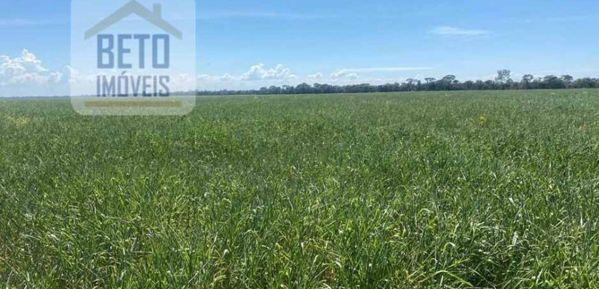 Excelente Fazenda à venda 3.665 ha com 100% pastagens cultivadas toda plana | João Pinheiro/ MG