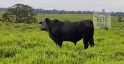 Excelente Fazenda à venda com toda infra-estrutura 4.646 hectares Pista de pouso e Ótima localização | Paragominas/ PA