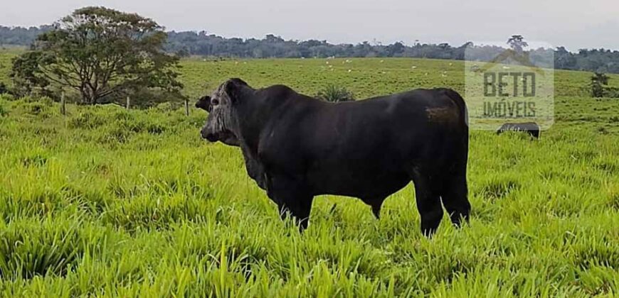 Excelente Fazenda à venda com toda infra-estrutura 4.646 hectares Pista de pouso e Ótima localização | Paragominas/ PA