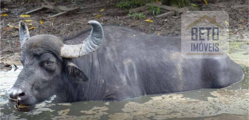 Blocos de Fazenda à Venda 400 mil has Estrutura Completa e Pista de pouso | Ilha de Marajó/ PA