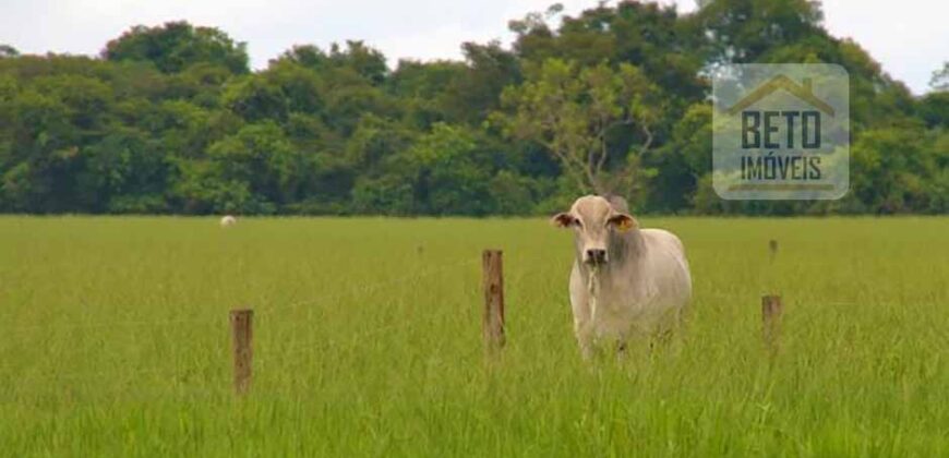 Oportunidade única! Fazenda excepcional área inicial de 1017 alqueires Infraestrutura Completa| Ourinhos/ SP