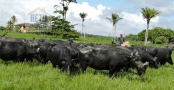 Oportunidade Única: Fazenda de Criação de Búfalos com 30.000 hectares | Chaves, Ilha de Marajó/ PA