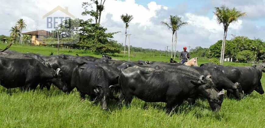 Oportunidade Única: Fazenda de Criação de Búfalos com 30.000 hectares | Chaves, Ilha de Marajó/ PA