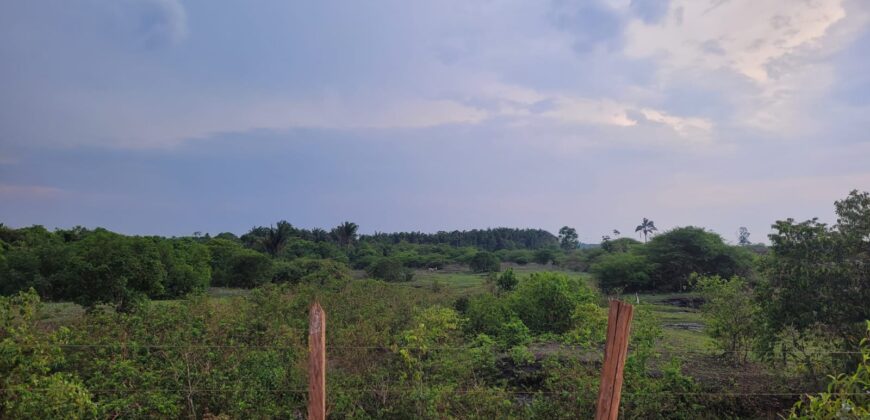 Fazenda com Pasto e Lavoura à Venda 11.374 hectares Rica em Água | São Félix do Xingu/ PA