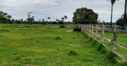 Oportunidade Única! Fazenda Histórica -11.970 ha Pecuária gado bovino e bubalino | Alenquer/ PA