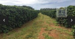 Oportunidade Única. Fazenda Café, Cereais e Pecuária 1.060 hectares Infraestrutura Completa | Região de Araxá/ MG