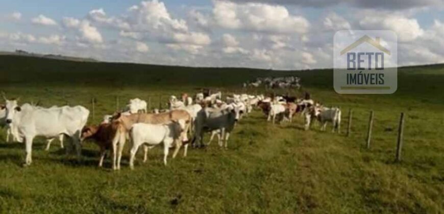 Oportunidade Única. Fazenda Café, Cereais e Pecuária 1.060 hectares Infraestrutura Completa | Região de Araxá/ MG