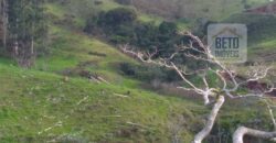 Fazenda à Venda 92 Alqueires com Potencial Pecuário | Rio das Flores/ RJ