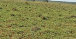 Fazenda à Venda 330 Alqueires com Pontecial Agrícula e Logística | Ribeirão Cascalheira/ MT