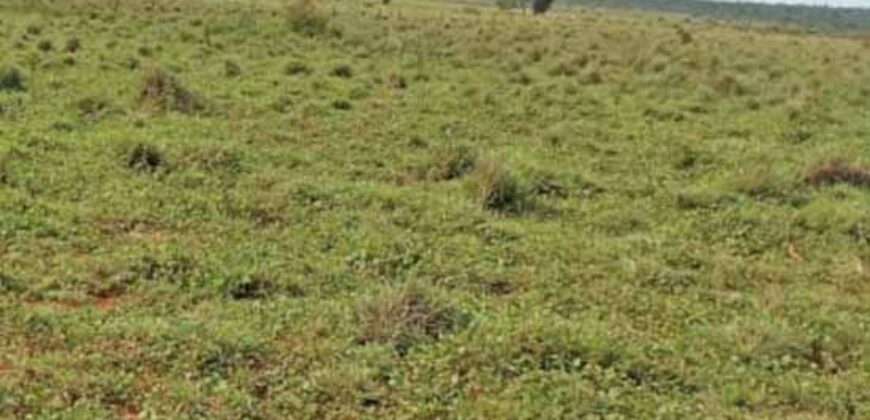 Fazenda à Venda 330 Alqueires com Pontecial Agrícula e Logística | Ribeirão Cascalheira/ MT