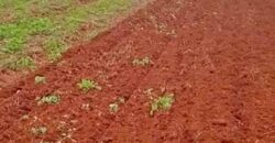 Fazenda à Venda 330 Alqueires com Pontecial Agrícula e Logística | Ribeirão Cascalheira/ MT