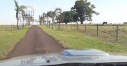 Fazenda de Alto Padrão 450 Alqueires c/ Haras, Pecuária e Lavoura de Grãos  | Região de Presidente Prudente/ SP