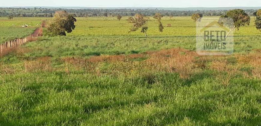 Venda imperdível: Fazenda 1.050 alq. Pecuária Estrutura Completa | Divisa com Goias/ TO