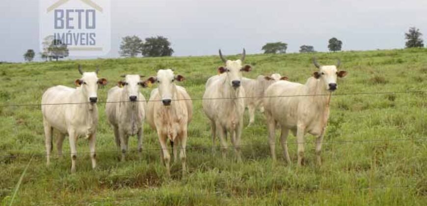 Frigorífico à Venda com 3 has Estrutura Moderna e Completa | Interior do Estado do Pará