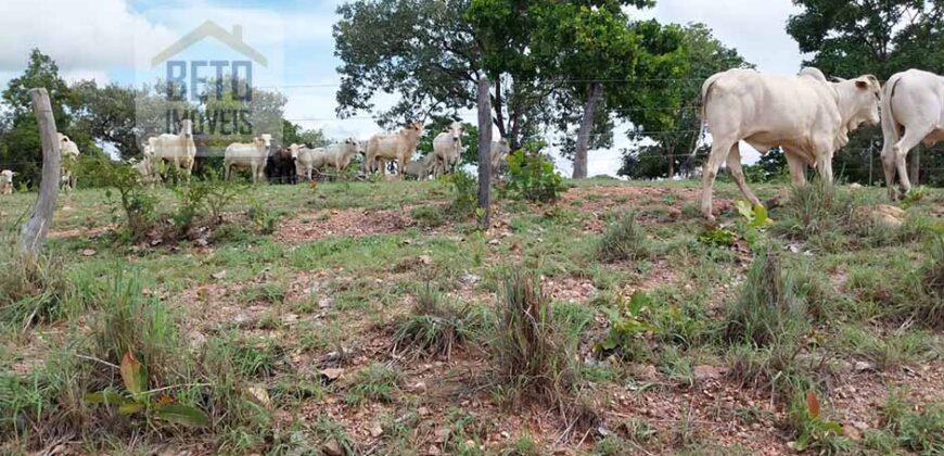 Fazenda à Venda 107 alqueires para Agropecuária com Linda Casa Sede | Rio Verde/ GO